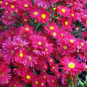 Астра Уинстон Черчилль