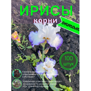 Ирисы /  ОПТ 100 штук