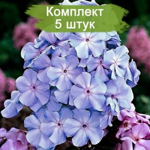 Комплект 5шт / Флокс Блю Ивнинг (Предзаказ)