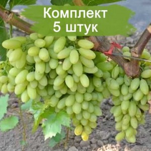 Комплект 5шт / Виноград Столетие - Кишмиш (Ранний/Белый) (Предзаказ)