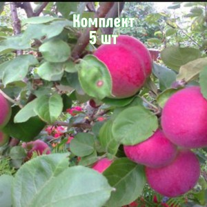 Комплект 5шт / Яблоня Орлик