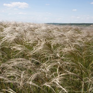 Ковыль Байкальский (Предзаказ)