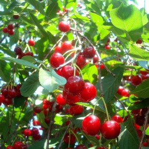 Вишня Волочаевка